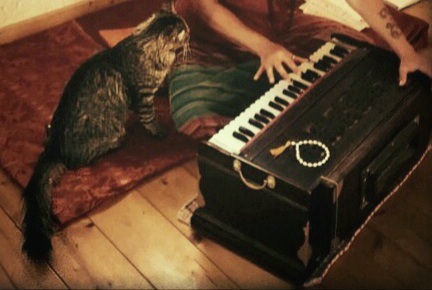 Kirtan Cat Harmonium